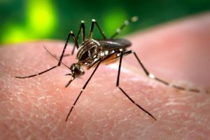 Gurugram Dengue Cases