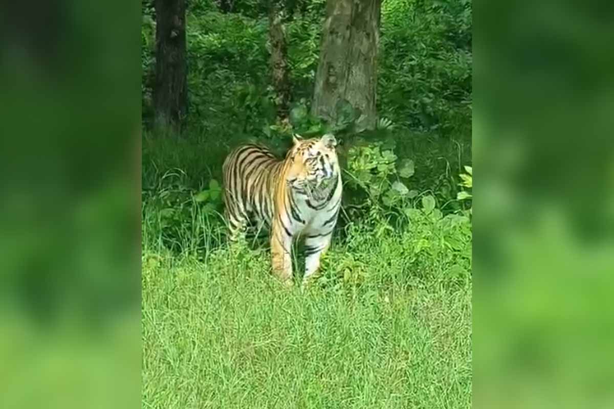 Tiger Sighting Nagpur-Jabalpur Road