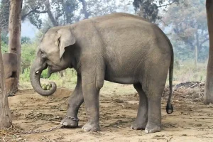 Jharkhand News: झारखंड में आदिवासियों की परंपराओं से जागी वन संरक्षण की चेतना, पूर्वजों की कहानियों से मिल रही प्रेरणा