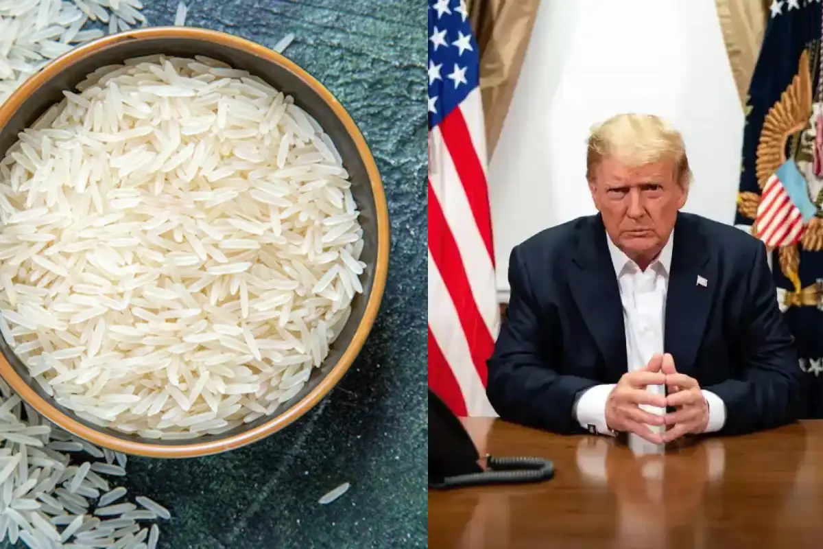 Trump Tariff Threat: भारतीय बासमती चावल निर्यात पर क्या होगा असर? विशेषज्ञों की राय