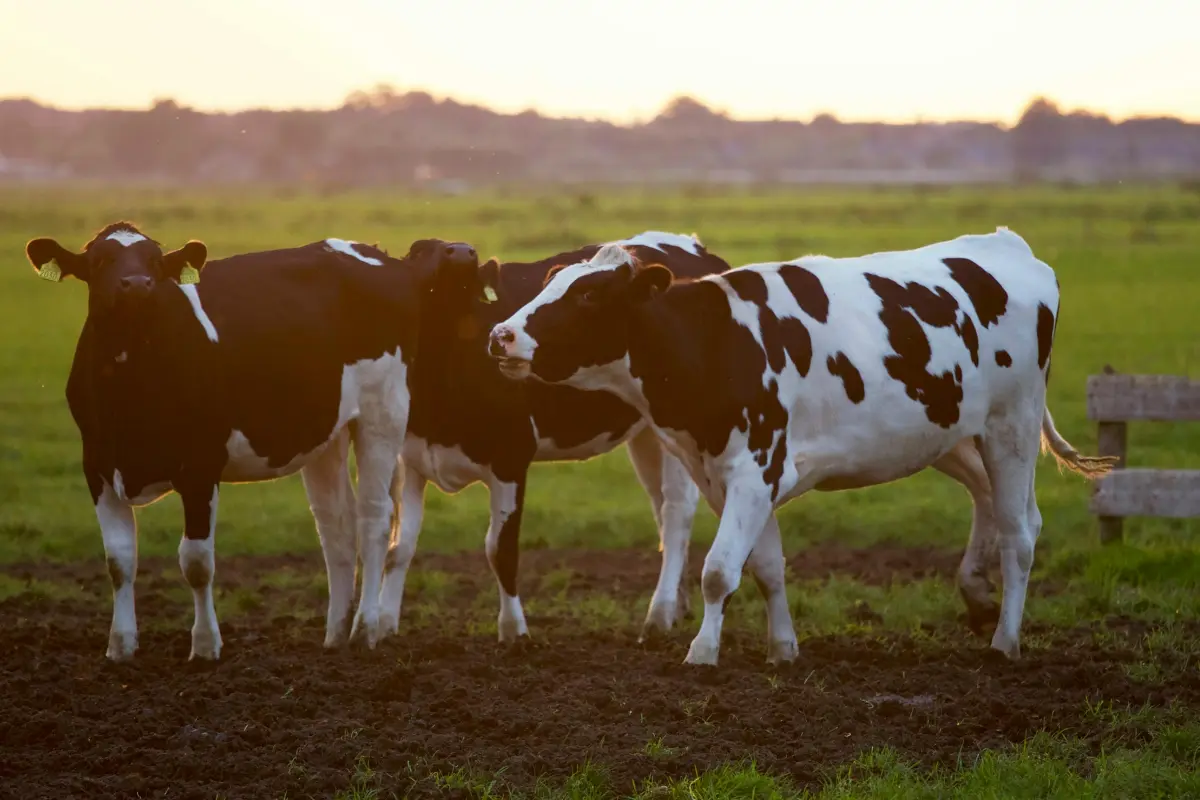 Dairy Infrastructure Development 2025: छोटे किसानों के लिए बदलाव की नई शुरुआत