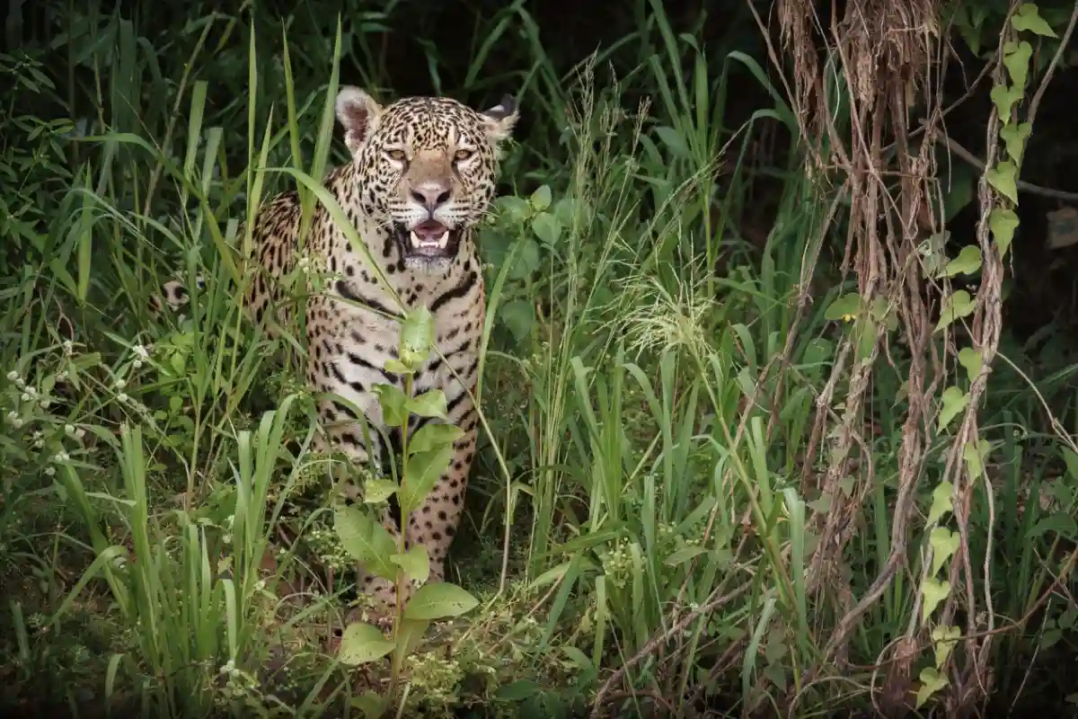 Leopard Spotted in Nagpur: नागपुर के चिखली में तेंदुआ दिखा, कलमना पुलिस ने जारी किया सतर्कता नोटिस