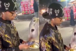 गाय को चिकन मोमोज खिलाने पर बवाल,  पुलिस के हत्थे चढ़ा युवक