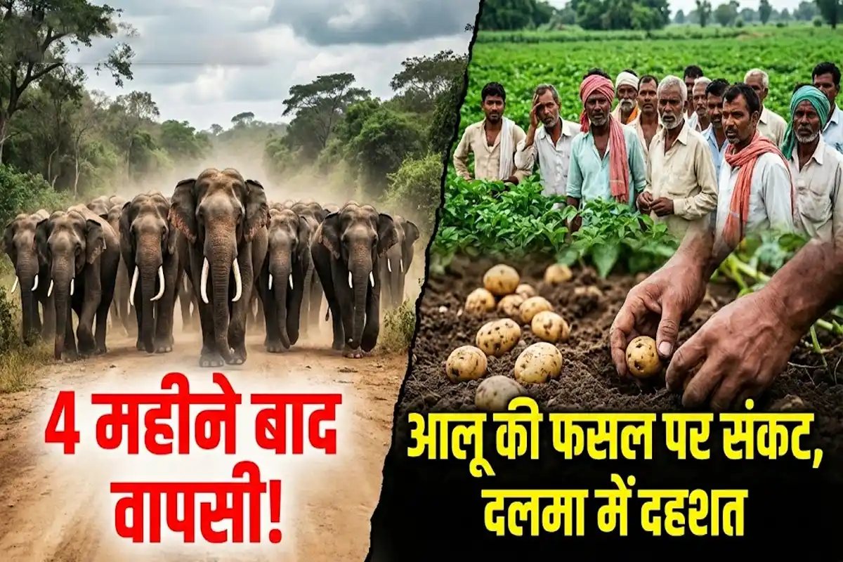 Elephant Herd Returns Dalma: बांकुड़ा से दलमा लौट रहा हाथियों का झुंड, आलू के मौसम में बढ़ी चिंता
