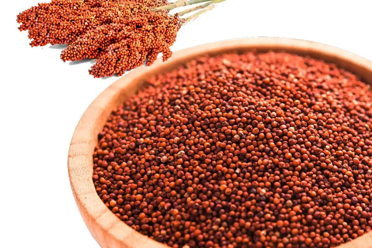 सर्दियों की खुशबू: 10 देशी खान-पान जो हमारे बचपन को वापस ला रहे हैं 19 Traditional Indian winter foods: सर्दियों के 10 पारंपरिक भारतीय खाने | हेल्दी विंटर डाइट