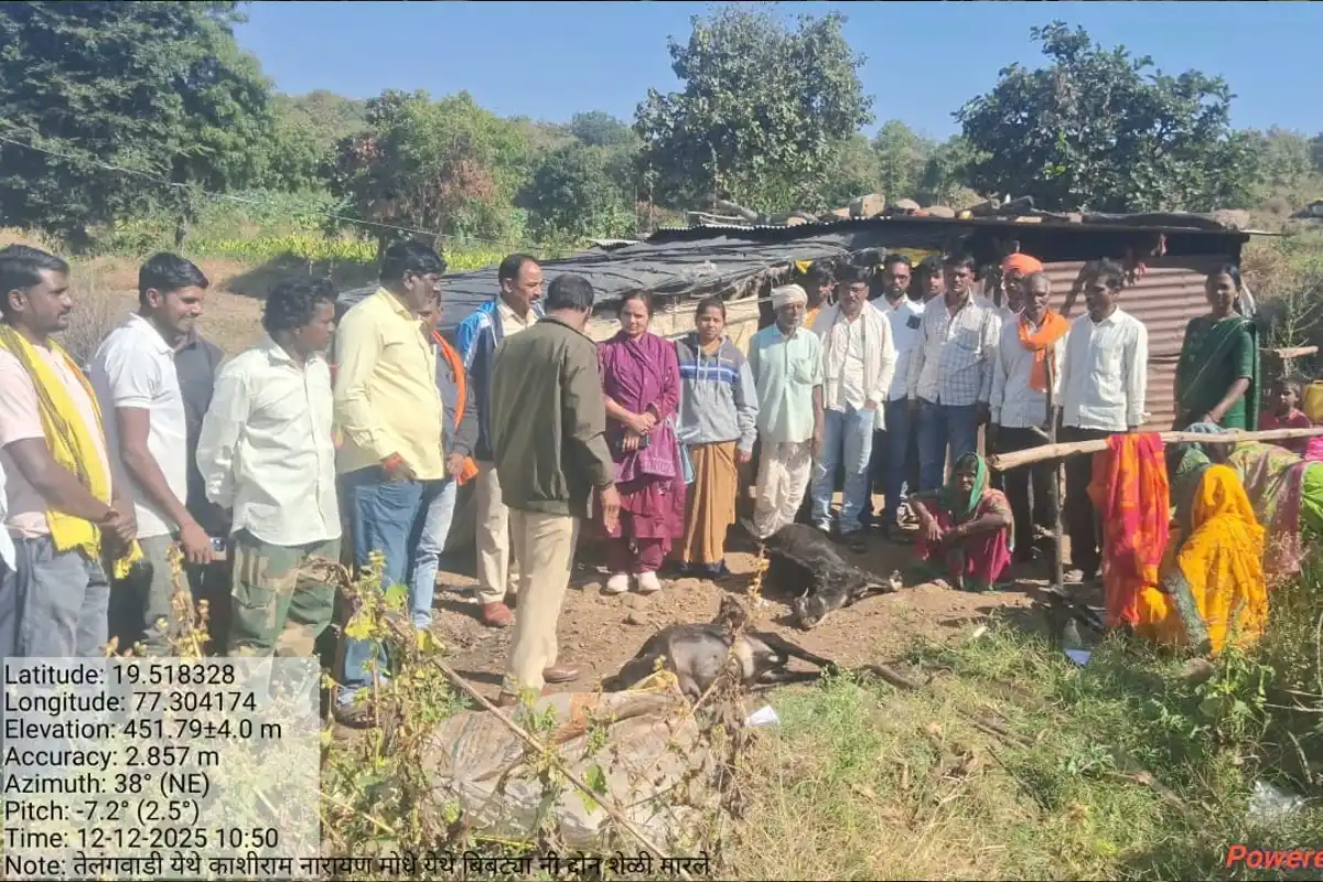 Kalamnuri Leopard Attack: तेंदुए के हमले में दो बकरियों की मौत, ग्रामीणों में दहशत