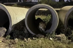 नागपुर में तीसरी बार तेंदुआ दिखने से फैली दहशत, शहर के बीचों-बीच घूमता दिखा जंगली जानवर