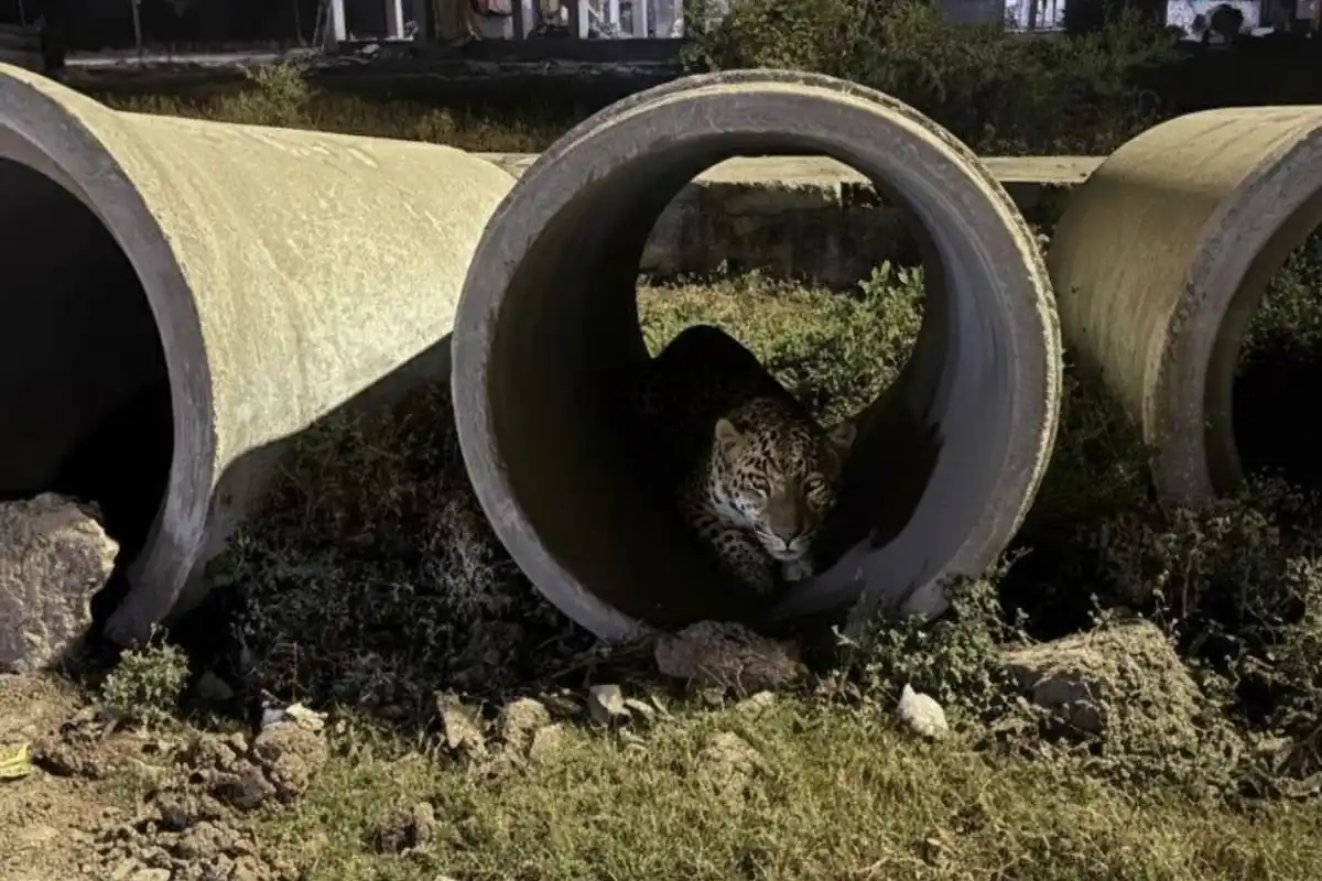 Leopard Spotted in Nagpur: नागपुर में तीसरी बार दिखा तेंदुआ, शहर में फैली दहशत