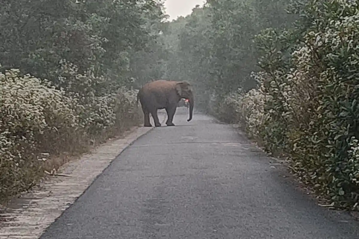 Odisha Khordha Elephant Attack: खोरधा में हाथी के हमले से युवक की मौत, परिवार को मिले 10 लाख रुपये