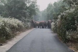 ओडिशा के खोरधा में हाथियों का आतंक, युवक की मौत से गुस्साए ग्रामीण