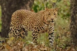 पैनगंगा अभयारण्य में सुविधाओं की कमी, पर्यटक और स्थानीय लोग परेशान