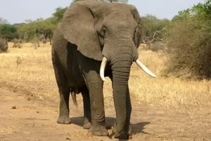 झारखंड में हाथी का आतंक: रातभर में उजड़ गया पूरा परिवार,  मासूम बच्चे समेत 5 लोगों की मौत