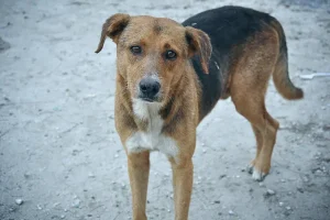 चंद्रपुर जिले में ताडोबा व्याघ्र परियोजना में आवारा कुत्तों पर नियंत्रण के लिए विशेष अभियान, 2271 कुत्तों की नसबंदी पूरी