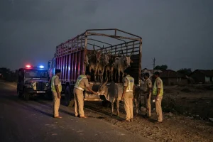 नागपुर से तेलंगाणा जा रही मवेशी तस्करी पकड़ी गई, 45 बैल सुरक्षित, 44 लाख की जब्ती