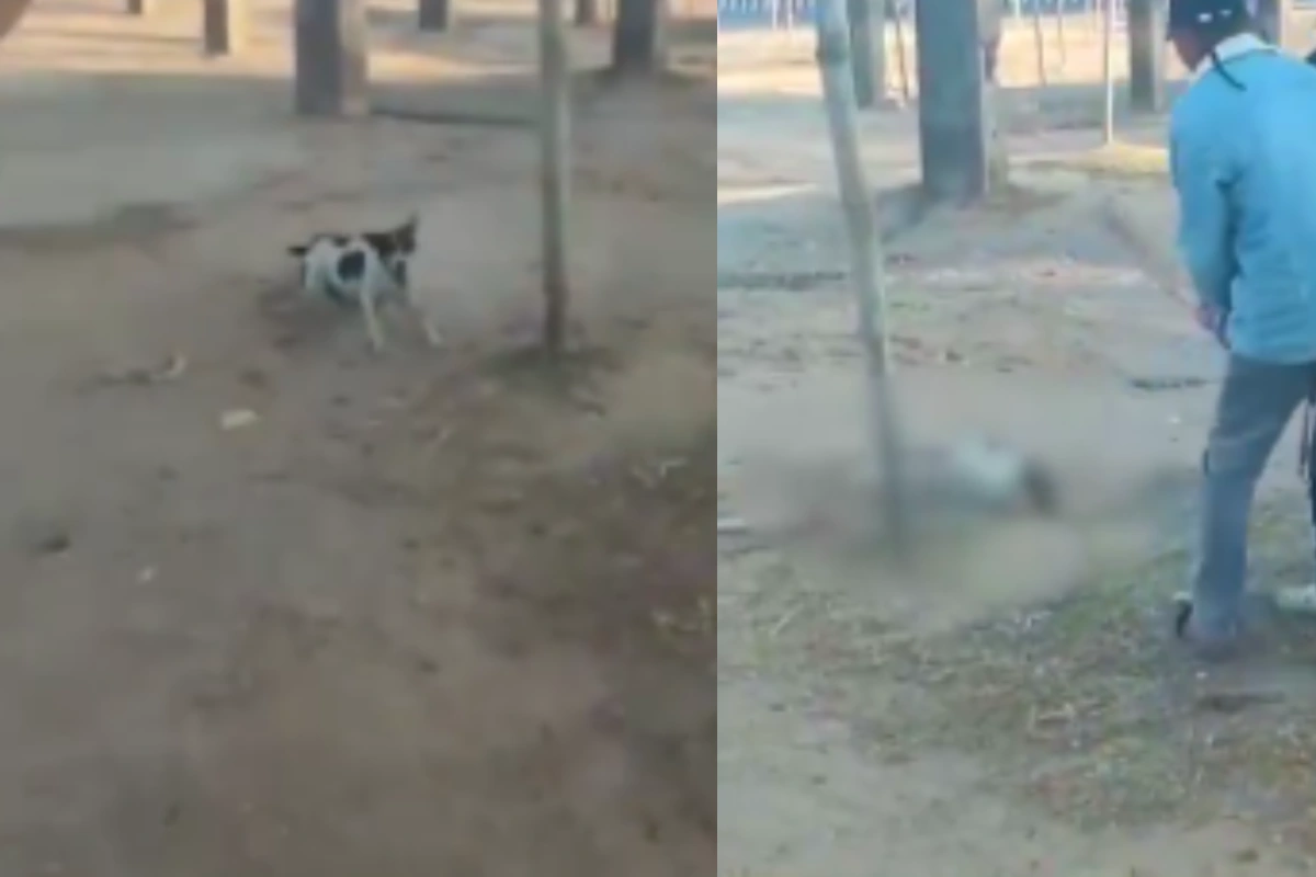 खंभे से बांधकर बेजुबान कुत्ते की बेरहमी से पिटाई