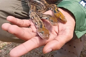 एक मुलाकात जो जान बचा गई: नागपुर में शुभम जी.आर का साहसी सांपों का रेस्क्यू