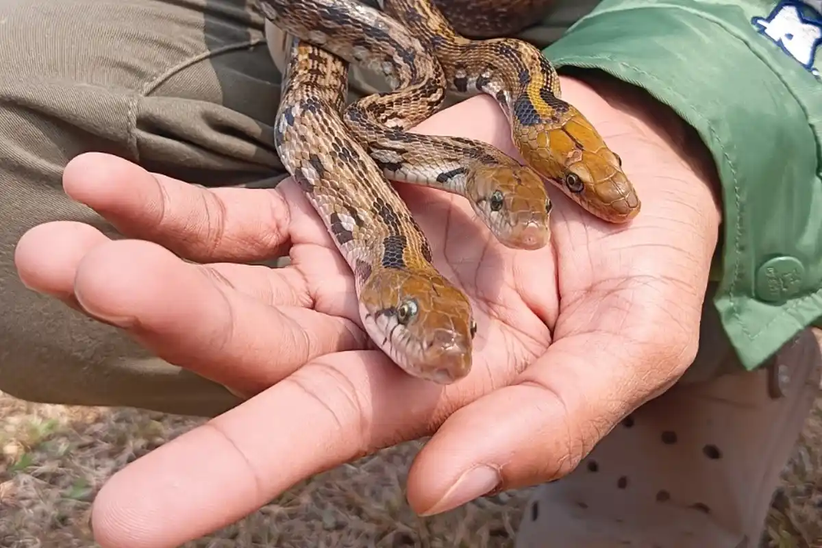 Nagpur Wildlife Rescuer Shubham GR Amazing Snake Rescue: नागपुर में 3 सांपों को बचाया, जागृति कॉलोनी में दहशत का माहौल