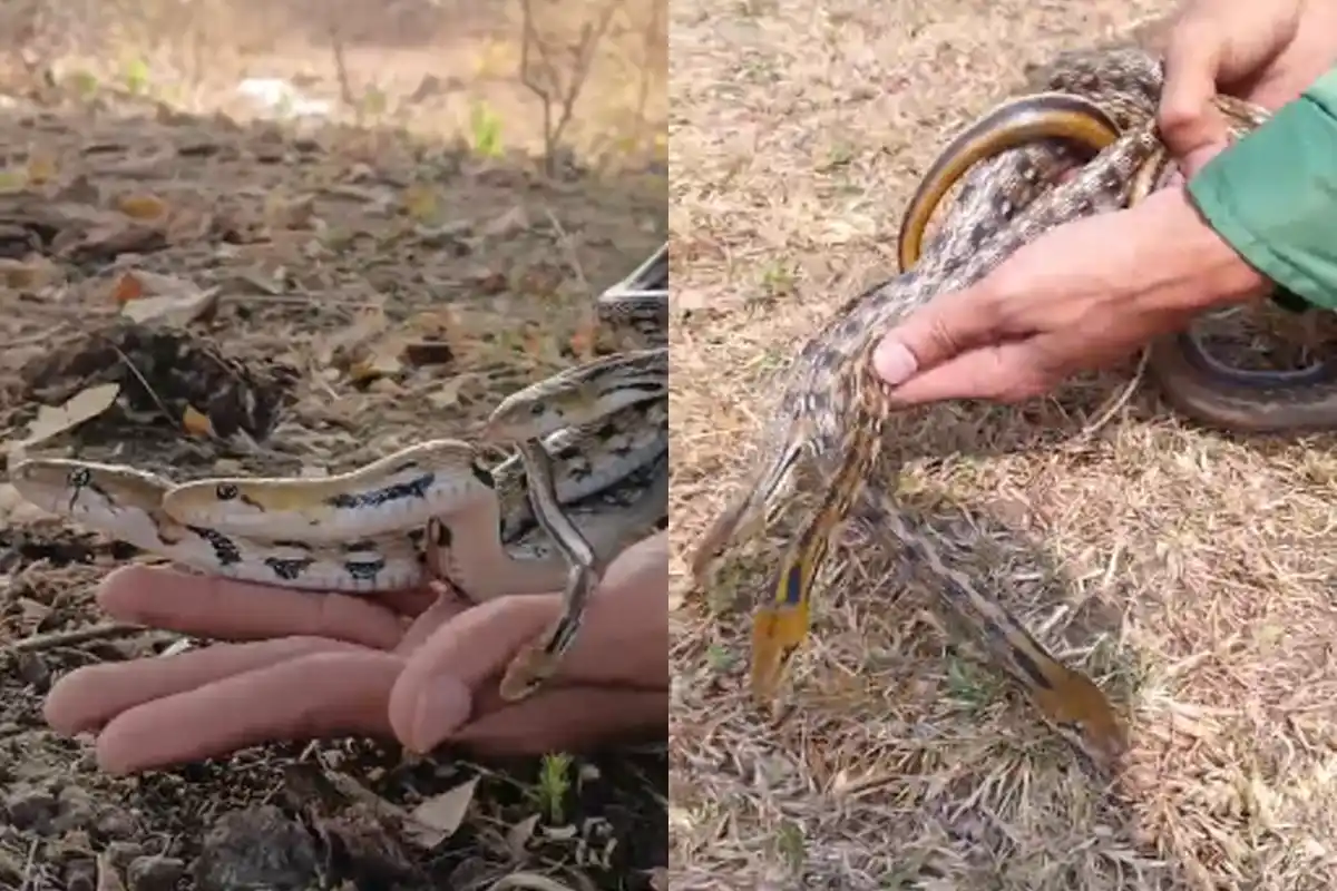 Shubham GR Snake Rescue: नागपुर में 3 सांपों को बचाया, जागृति कॉलोनी में दहशत का माहौल
