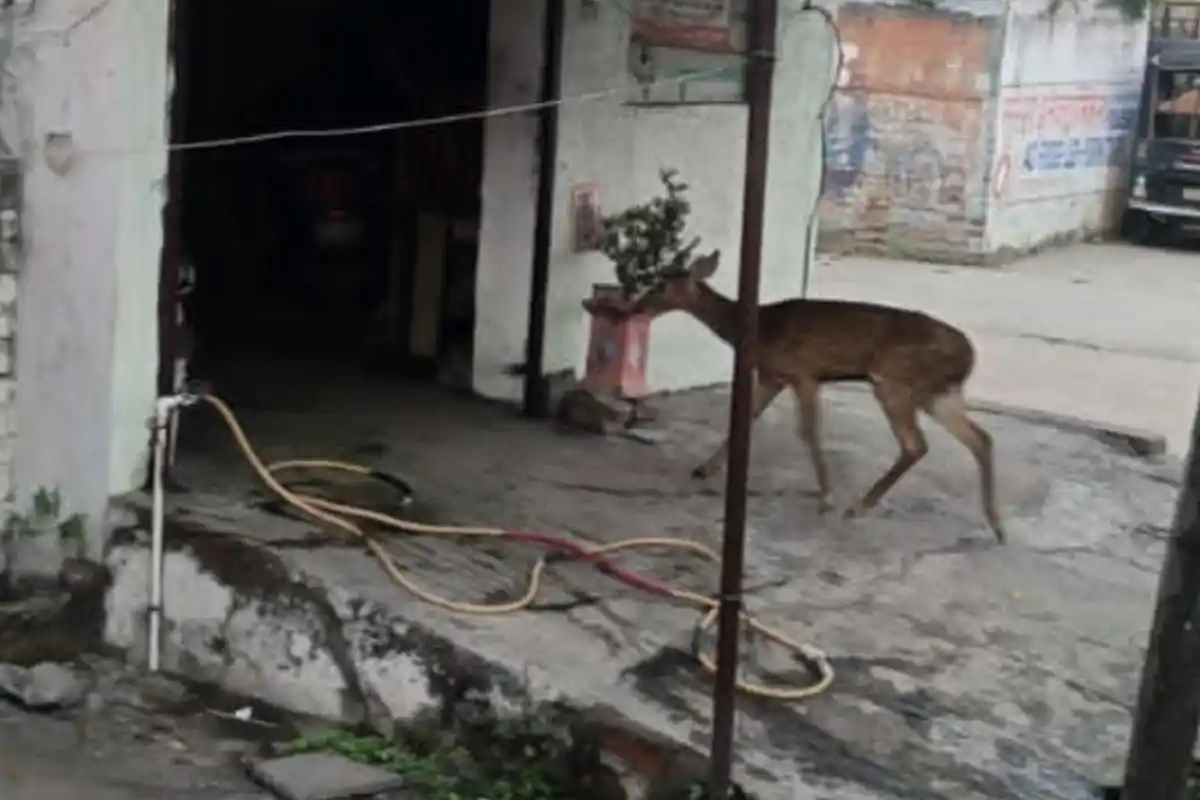 Deer Enters Residential Area: चंद्रमणी नगर में हिरण घर में घुसने से मचा हड़कंप