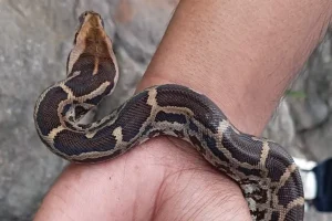 नागपुर में घर से निकला विशालकाय अजगर सांप, शुभम जी.आर ने दिखाई बहादुरी