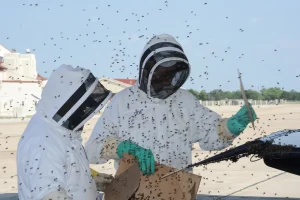 West Bengal: झारग्राम मेडिकल कॉलेज अस्पताल में मधुमक्खियों का आतंक, आउटडोर गेट बंद, डॉक्टर और मरीज समेत कई लोग घायल