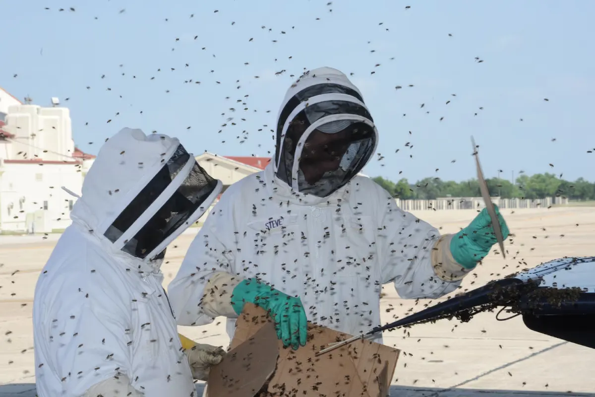 Giant Bee Swarm Attack Shuts OPD at Jhargram Medical College Hospital West Bengal