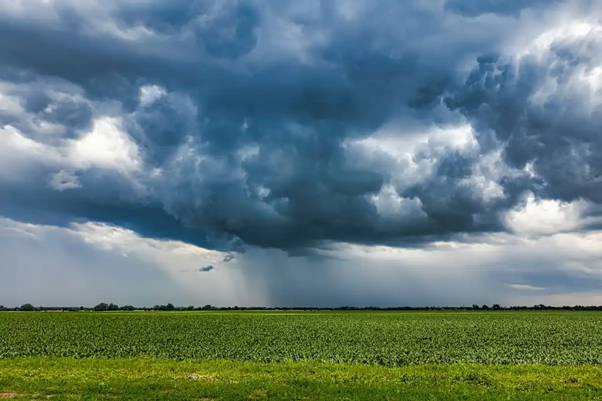 Unseasonal Rain Destroys Crops Near Painganga Sanctuary | Yavatmal Farmers in Distress: पैनगंगा अभयारण्य के पास अकाली बारिश से किसानों का भारी नुकसान