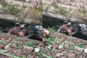 Kolkata Crime: मोहनबागान क्लब के पीछे नाले से मिली लाश, इलाके में फैली सनसनी