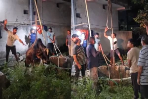 Saoner News: 60 फुट गहरे कुएं में गिरी गाय को तीन घंटे की मशक्कत के बाद निकाला सुरक्षित | Video