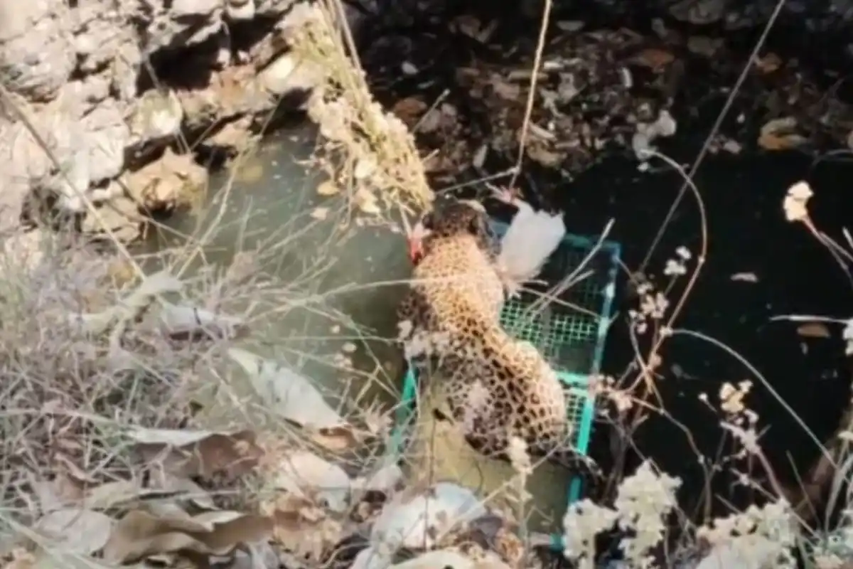 Maharashtra wildlife department leopard well rescue: नेर में कुएं में गिरे तेंदुए को वन विभाग ने बचाया