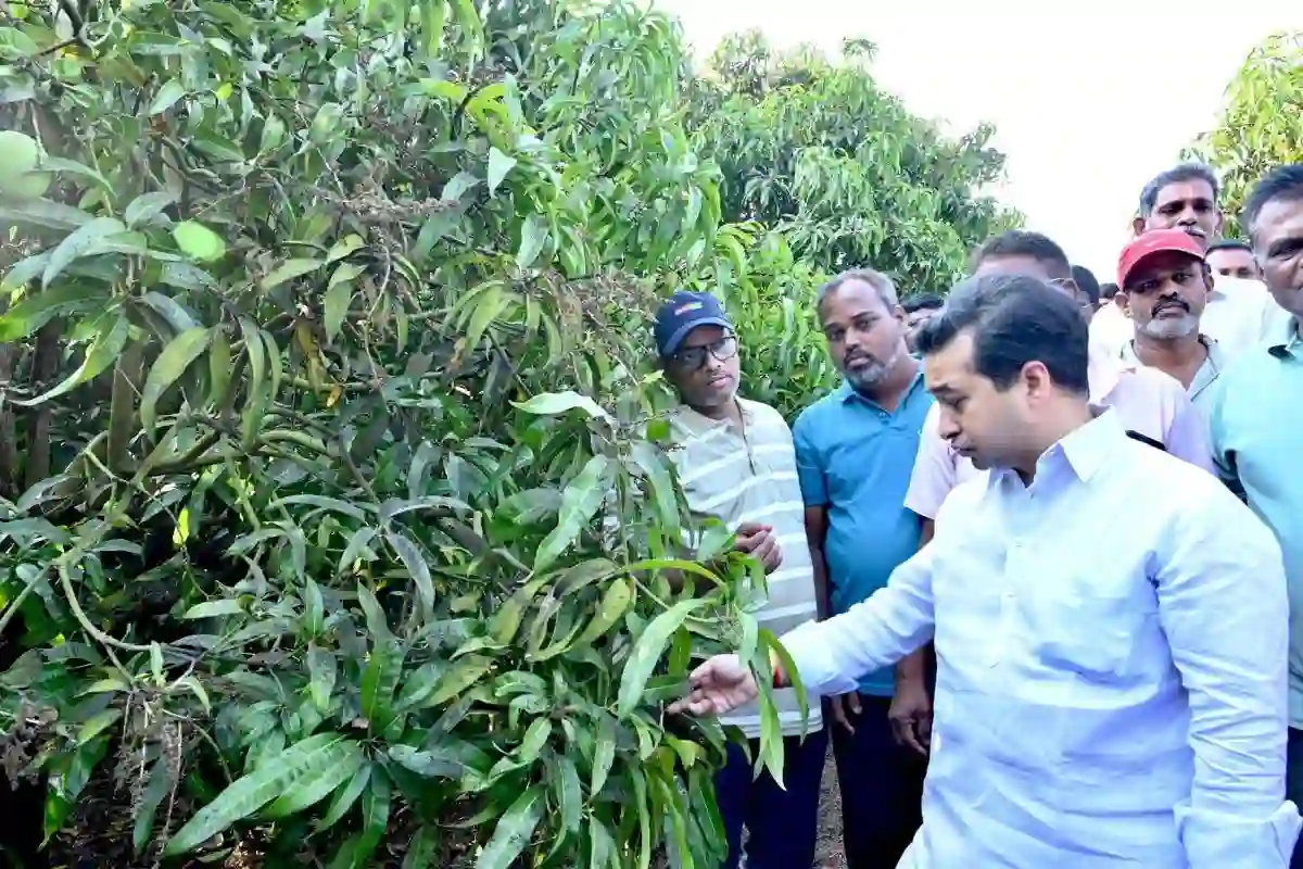 AI for Mango Farmers: आम उत्पादकों को ‘AI’ का कवच, जलवायु संकट से निपटने को 4.5 करोड़ का फंड मंजूर 12 AI for Mango Farmers