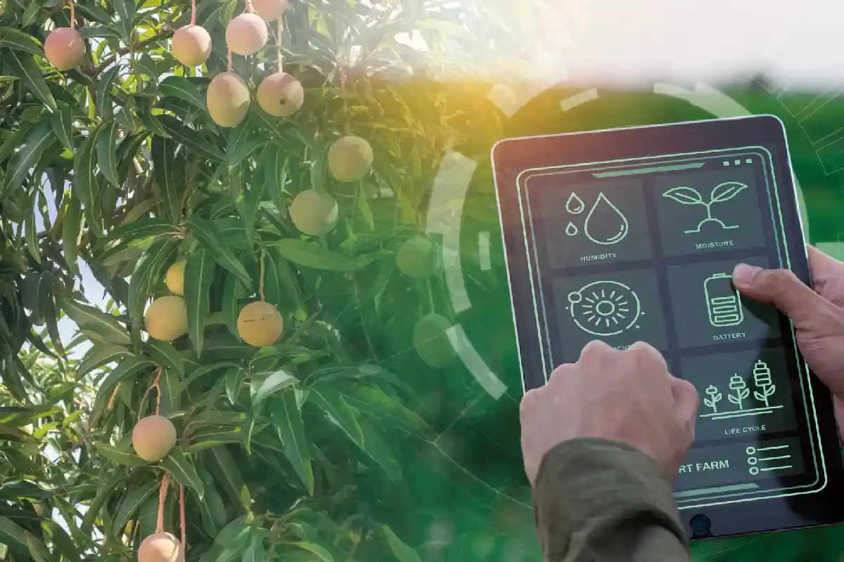 AI for Mango Farmers: आम उत्पादकों को ‘AI’ का कवच, जलवायु संकट से निपटने को 4.5 करोड़ का फंड मंजूर 13 AI for Mango Farmers