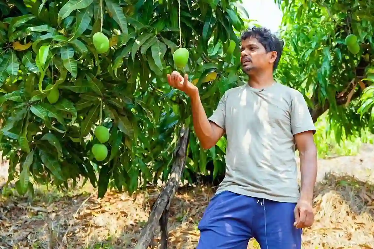 AI for Mango Farmers: आम उत्पादकों को ‘AI’ का कवच, जलवायु संकट से निपटने को 4.5 करोड़ का फंड मंजूर 14 AI for Mango Farmers