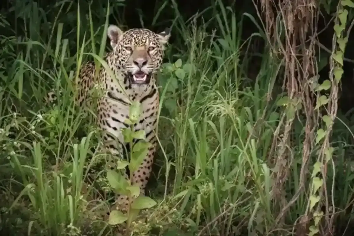 Nagpur Pardi leopard attack compensation: नागपुर के पारडी में तेंदुए के हमले से घायल पीड़ितों को मुआवजा न मिलने पर विधायक वंजारी ने विधान परिषद में सरकार से तत्काल कार्रवाई की मांग की।