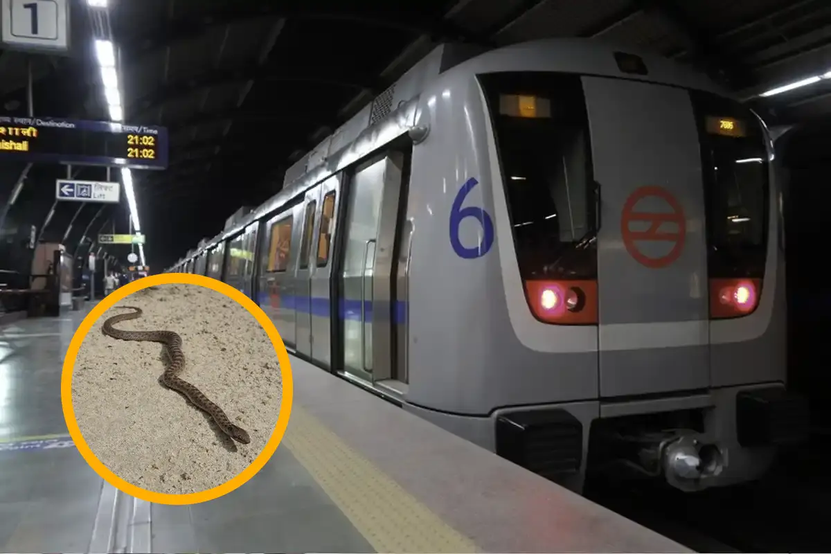 Snake rescued near Automotive Metro Station Nagpur: नागपुर के ऑटोमोटिव मेट्रो स्टेशन के पास सड़क किनारे सांप निकला, चौकीदार ने लकड़ी के डंडे से सुरक्षित रेस्क्यू कर मिसाल पेश की।