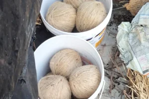 West Bengal News: चुनाव से पहले मिनाखां में बड़ी बरामदगी, नजीबुर मोल्ला के घर से 22 जिंदा बम बरामद, आरोपी फरार