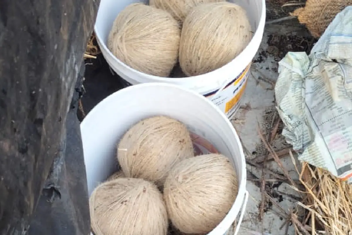 Minakhan bomb recovery West Bengal election: पश्चिम बंगाल चुनाव से पहले मिनाखां में नजीबुर मोल्ला के घर से 22 जिंदा बम बरामद, आरोपी फरार, बम स्क्वाड को सूचना।