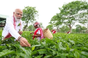 चाय की पत्तियां तोड़ते पीएम मोदी 