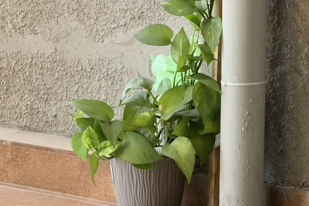 मनी प्लांट की ये छोटी गलतियां बना सकती हैं आपको कंगाल, जानिए सही तरीका