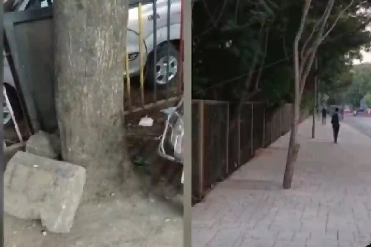 NGT Violation Tree Protection India