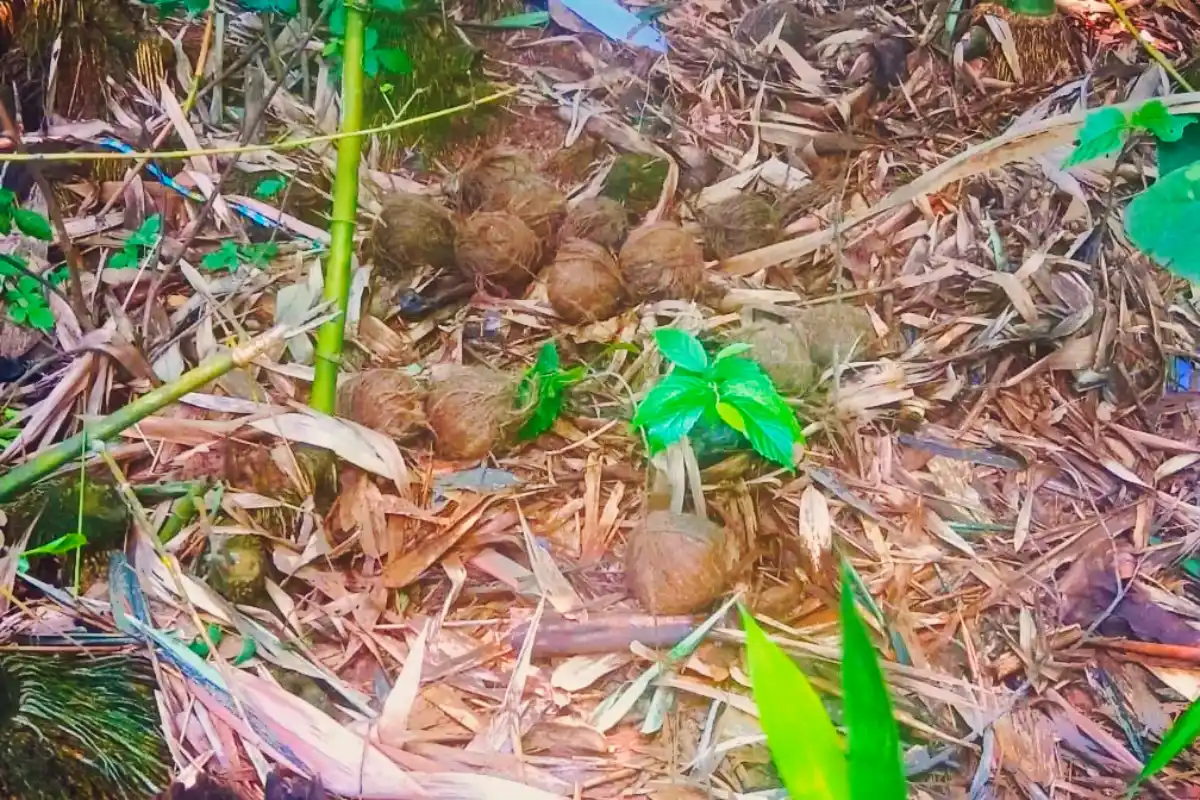 Garbeta Balrampur bomb recovery Paschim Medinipur: गड़बेता के बलरामपुर में भारी मात्रा में ताजा बम मिलने से इलाके में बढ़ी चिंता