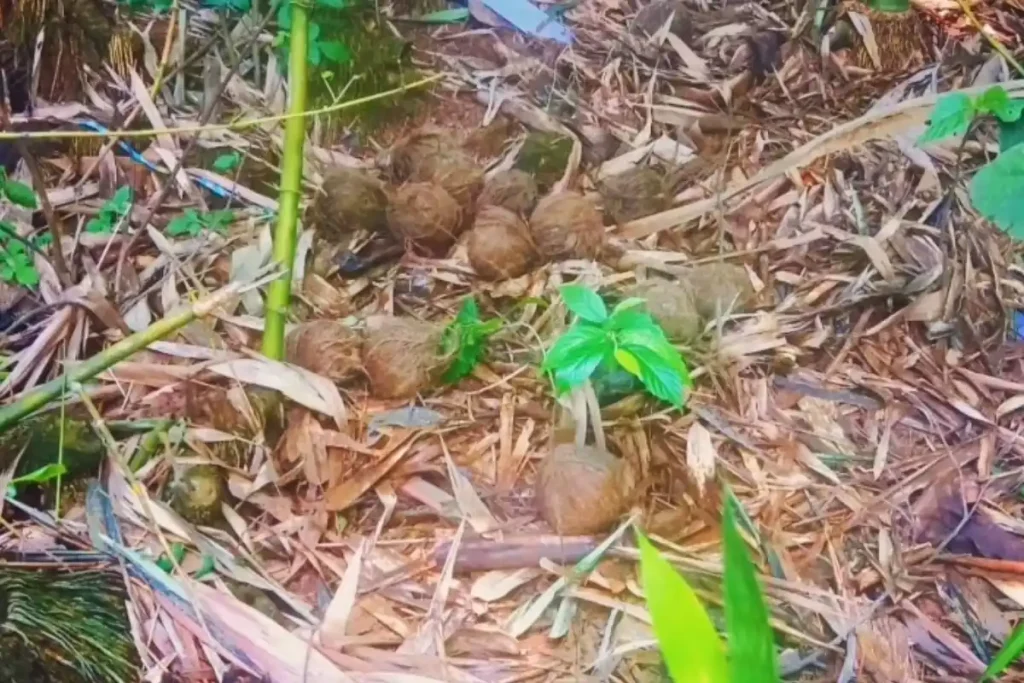 Paschim Medinipur News: गड़बेता के बलरामपुर में भारी मात्रा में ताजा बम मिलने से फैली दहशत