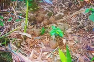 Paschim Medinipur News: गड़बेता के बलरामपुर में भारी मात्रा में ताजा बम मिलने से फैली दहशत