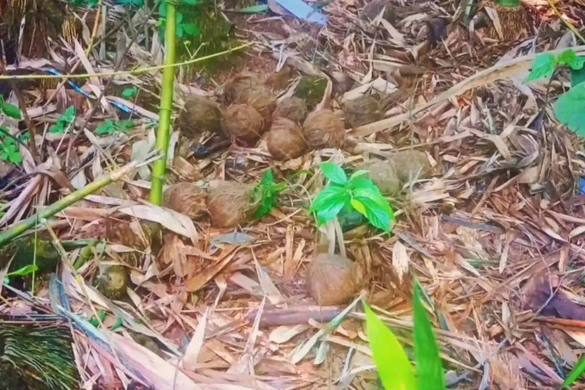 Garbeta Balrampur bomb recovery Paschim Medinipur: गड़बेता के बलरामपुर में भारी मात्रा में ताजा बम मिलने से इलाके में बढ़ी चिंता