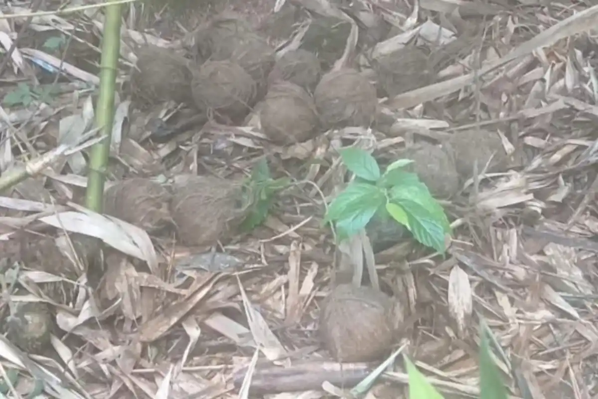 Garbeta Balrampur bomb recovery Paschim Medinipur: गड़बेता के बलरामपुर में भारी मात्रा में ताजा बम मिलने से इलाके में बढ़ी चिंता
