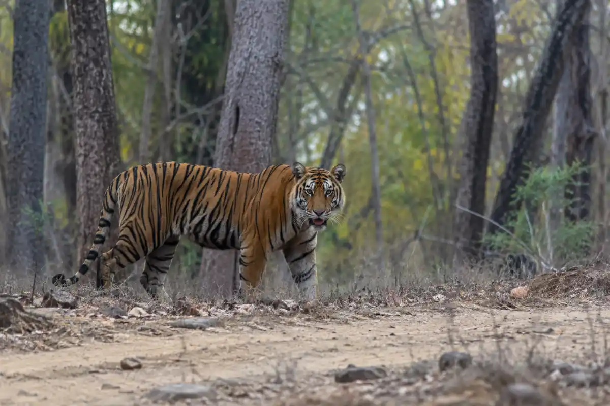 Chandrapur Sindewahi Tiger attack Four Women Death: सिंदेवाही तहसील में बाघ के हमले से चार महिलाओं की मौत, गांव में डर का माहौल