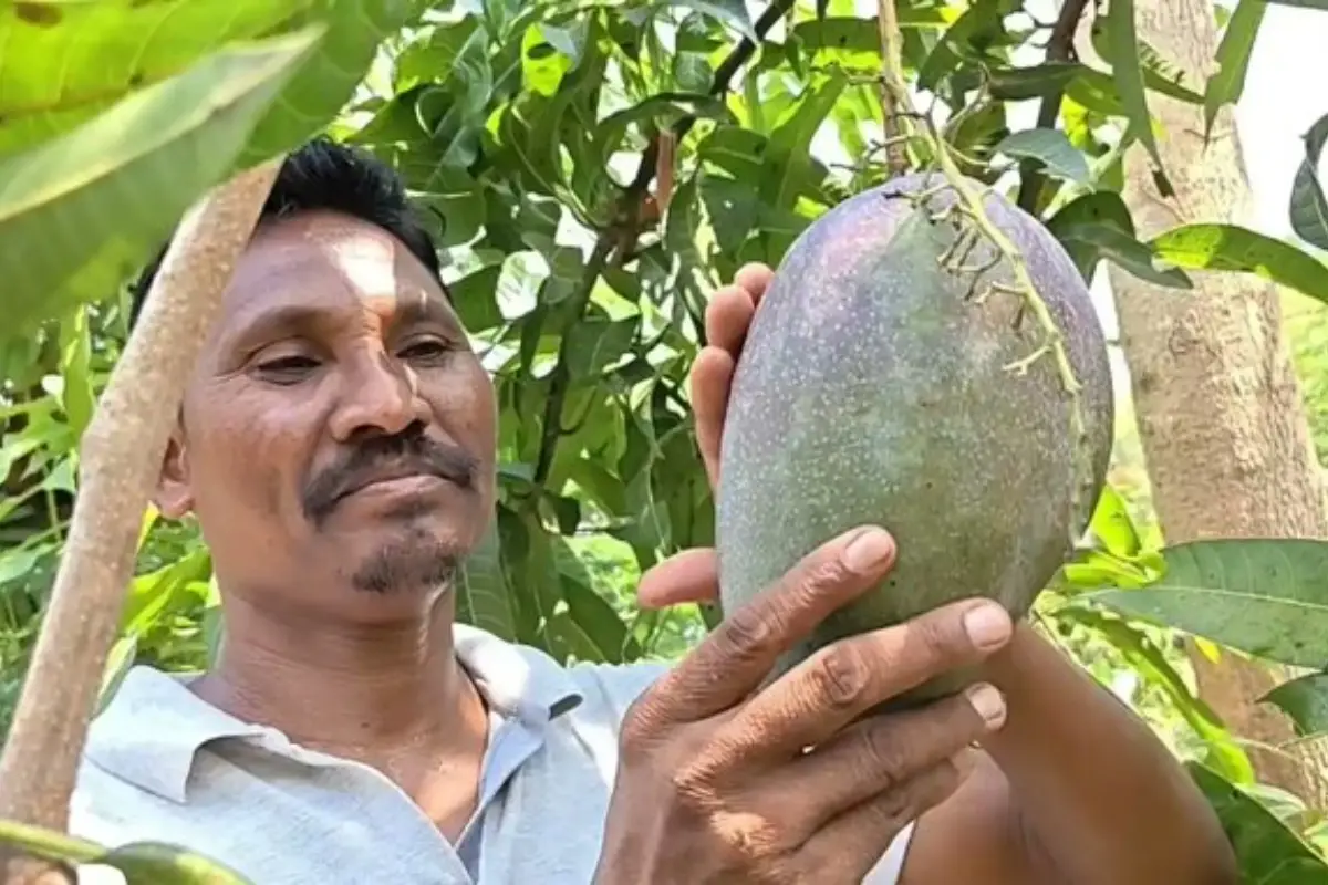 ओडिशा के किसान ने उगाया दुनिया का सबसे महंगा आम!