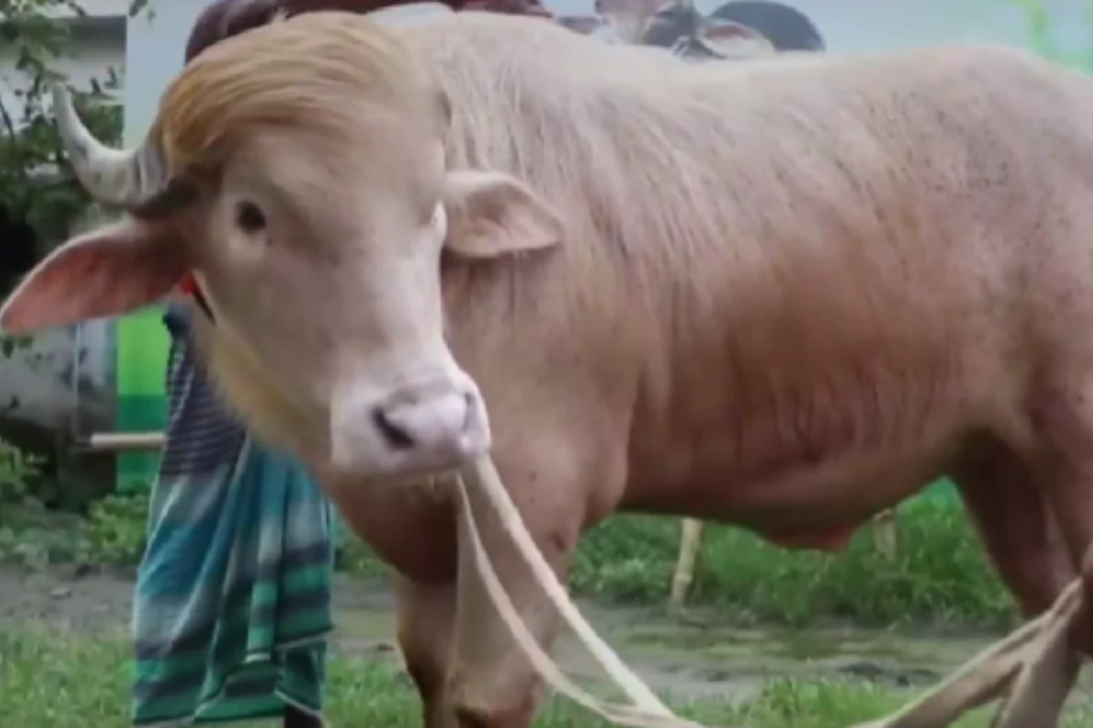 Donald Trump Buffalo: ट्रंप जैसी हेयरस्टाइल वाला ‘गुलाबी भैंसा’ बना इंटरनेट सेंसेशन, बकरीद पर होगी कुर्बानी