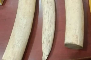 मैसूरु में डीआरआई की बड़ी कार्रवाई, 4 किलो से ज्यादा हाथी दांत जब्त, तीन आरोपी गिरफ्तार