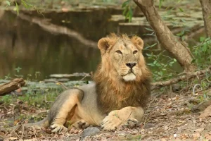 Gir Lions Deaths: गिर के जंगल में शेरों की रहस्यमयी मौतें, बेबेसिया संक्रमण की आशंका से अलर्ट